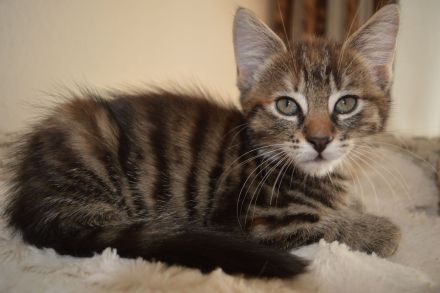 Fellpopos zu vergeben!/ Maine coon /Hauskater Mix