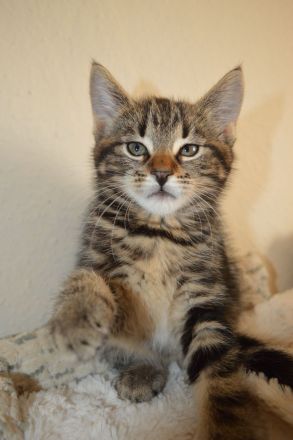 Fellpopos zu vergeben!/ Maine coon /Hauskater Mix