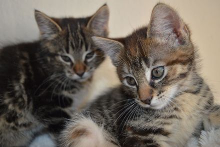 Fellpopos zu vergeben!/ Maine coon /Hauskater Mix