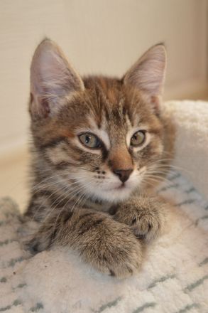 Fellpopos zu vergeben!/ Maine coon /Hauskater Mix