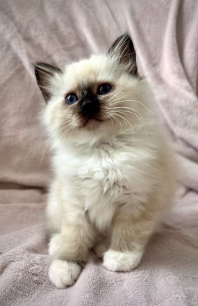 Heilige Birma Kitten mit Stammbaum
