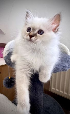 Heilige Birma Kitten mit Stammbaum