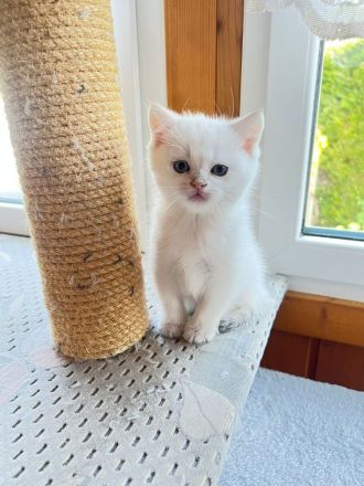 Britisch Kurzhaar Kitten Eltern mit Stammbaum Katzenbabys BKH