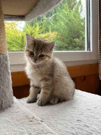 Britisch Kurzhaar Kitten Eltern mit Stammbaum Katzenbabys BKH