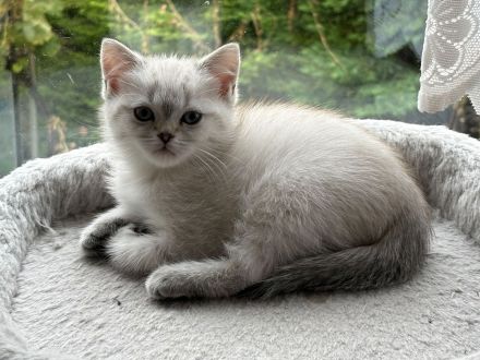 Britisch Kurzhaar Kitten Eltern mit Stammbaum Katzenbabys BKH