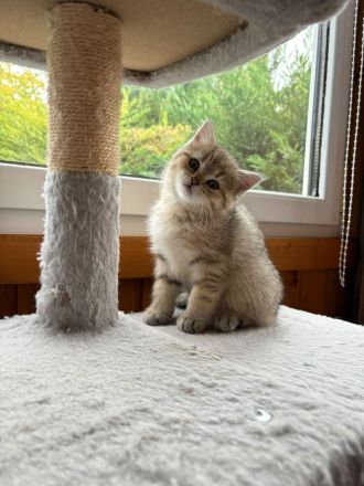 Britisch Kurzhaar Kitten Eltern mit Stammbaum Katzenbabys BKH