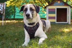 Astros