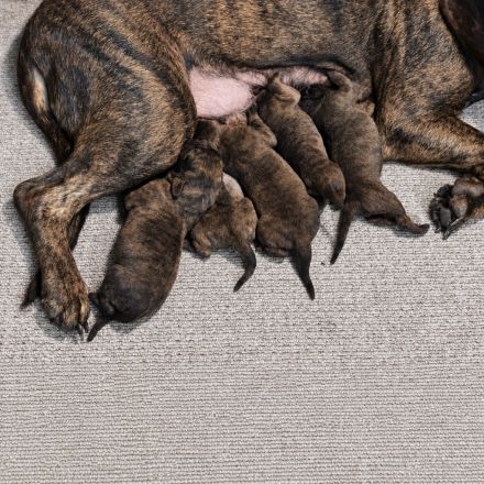 Reinrassige Hannoversche Schweißhunde --- Welpen (3 Hündinnen, 2 Rüden)
