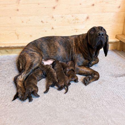 Reinrassige Hannoversche Schweißhunde --- Welpen (3 Hündinnen, 2 Rüden)