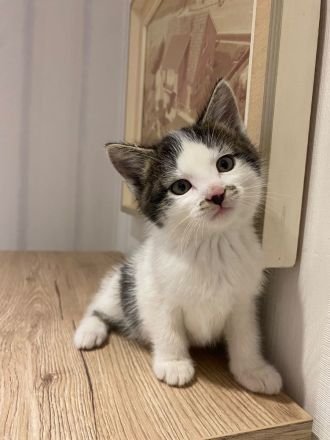 Katzenbaby