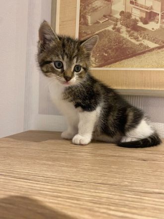 Katzenbaby
