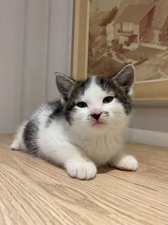 Katzenbaby