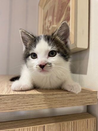 Katzenbaby