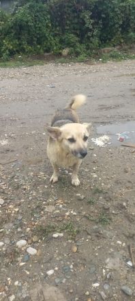 Kukla sucht ein warmes Zuhause
