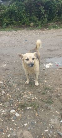 Kukla sucht ein warmes Zuhause