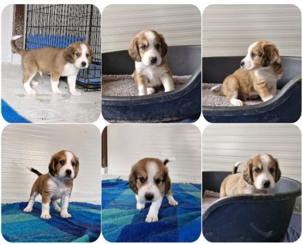 Geschwister auf der Suche nach ihren Zuhause. Nevio, Woody, Basti, Ronja, Caramelie, Molly, Elpida