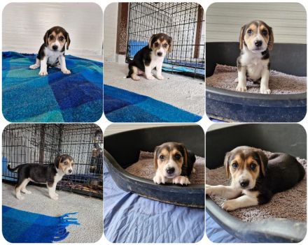 Geschwister auf der Suche nach ihren Zuhause. Nevio, Woody, Basti, Ronja, Caramelie, Molly, Elpida