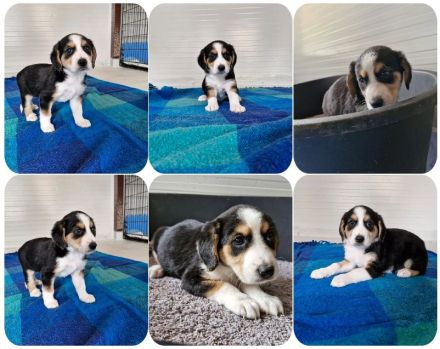 Geschwister auf der Suche nach ihren Zuhause. Nevio, Woody, Basti, Ronja, Caramelie, Molly, Elpida