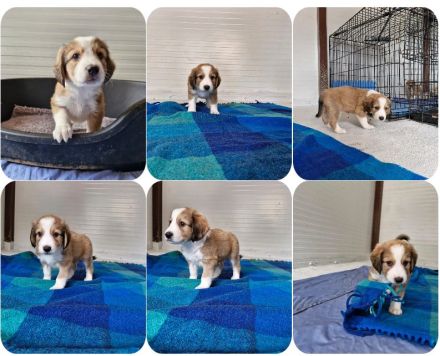 Geschwister auf der Suche nach ihren Zuhause. Nevio, Woody, Basti, Ronja, Caramelie, Molly, Elpida