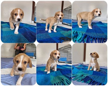 Geschwister auf der Suche nach ihren Zuhause. Nevio, Woody, Basti, Ronja, Caramelie, Molly, Elpida