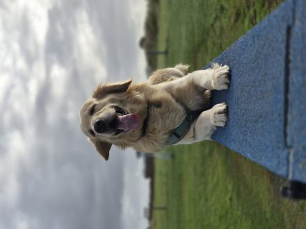 Flatcoated Retriever Deckrüde