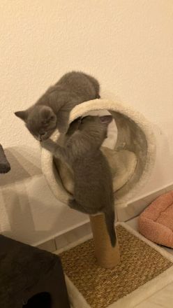 3 wunderschöne Bkh mix Ekh Kitten