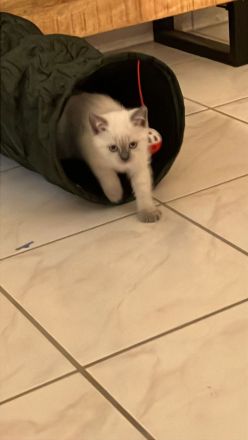 3 wunderschöne Bkh mix Ekh Kitten