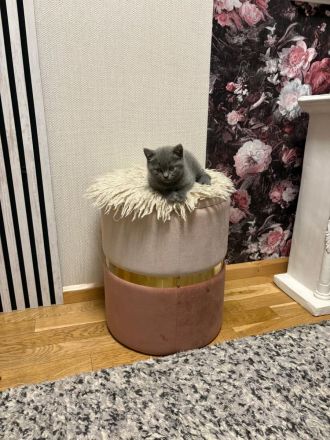3 wunderschöne Bkh mix Ekh Kitten