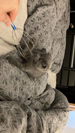 3 wunderschöne Bkh mix Ekh Kitten