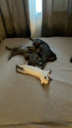 3 wunderschöne Bkh mix Ekh Kitten