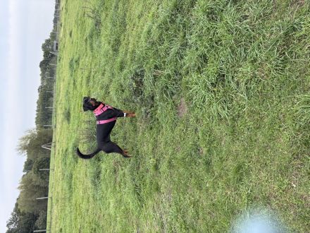 Verkaufe unseren Rottweiler