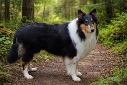 Tricolor Collie Deckrüde