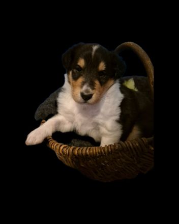 Tricolor Collie Deckrüde