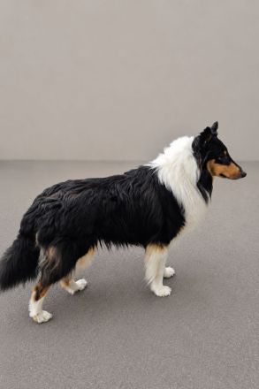 Tricolor Collie Deckrüde
