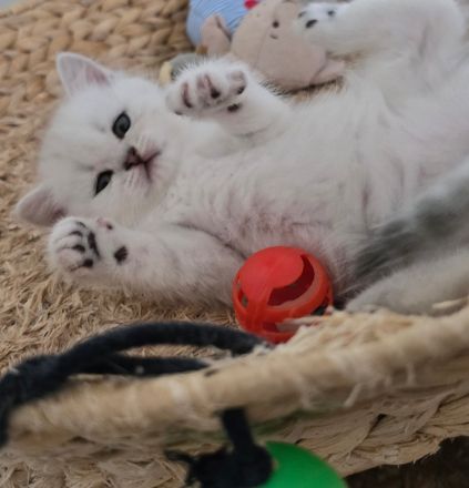 Zauberhafte BKH Kitten in Silver-Chinchilla🐾
