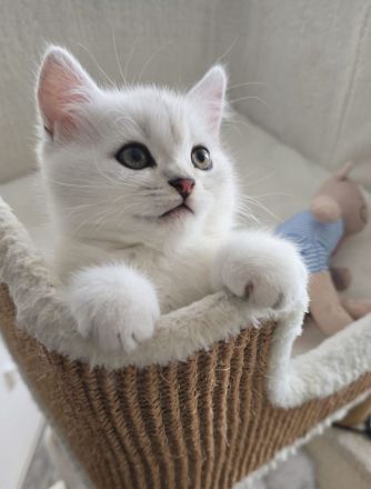 Zauberhafte BKH Kitten in Silver-Chinchilla🐾