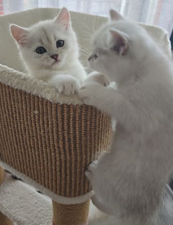 Zauberhafte BKH Kitten in Silver-Chinchilla🐾