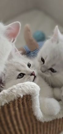 Zauberhafte BKH Kitten in Silver-Chinchilla🐾