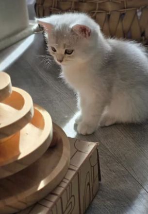 Zauberhafte BKH Kitten in Silver-Chinchilla🐾