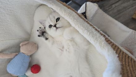 Zauberhafte BKH Kitten in Silver-Chinchilla🐾