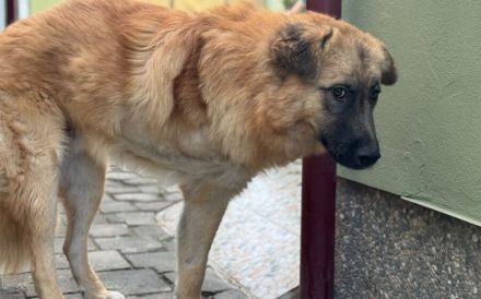 Freundliches Dreibeinchen Ross sucht Familienanschluss
