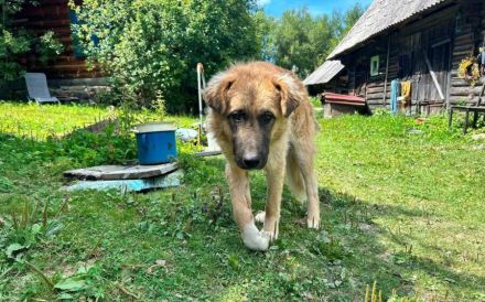Freundliches Dreibeinchen Ross sucht Familienanschluss