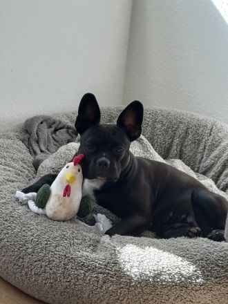 Französische Bulldogge Mischling sucht neue Familie
