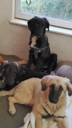 Camus, a.d.Tierschutz, sucht liebes Für-immer-Zuhause
