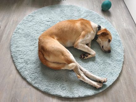 Ikea, a.d.Tierschutz, sucht neues Happy-Home