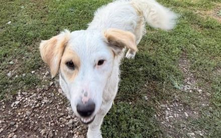 Familienhündin Ruby sucht liebevolles Zuhause