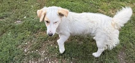 Familienhündin Ruby sucht liebevolles Zuhause