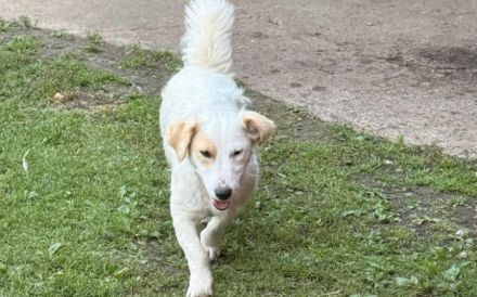 Familienhündin Ruby sucht liebevolles Zuhause