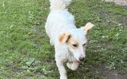 Familienhündin Ruby sucht liebevolles Zuhause