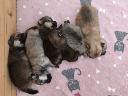Wunderschöne Pomeranian Zwergspitz Welpen